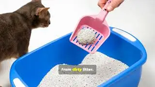 🧪 The Litter Box Lab #4: Plastic vs Stainless steel boxes.