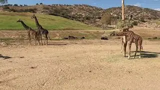 Giraffe Guards Female then Begins Courtship 4K Video #animals #wildlife #giraffe #zooanimals #zoo