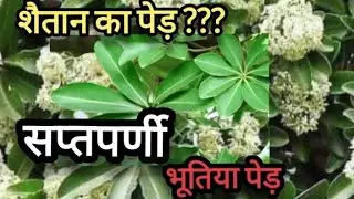 Advantages and disadvantages of Saptaparni tree / Yakshini tree