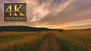 Field (NO copyright 4K footage)