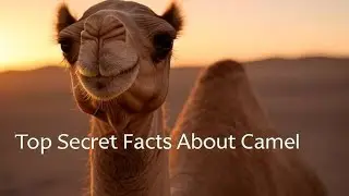 Top secret facts about camel 🐪🐫 secret and amazing facts about in hindi language 