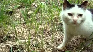 Кот своей добычи не упустит