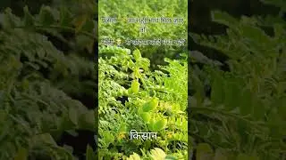 #kisan #nature #kisaani #khetikisaan #farming #khetmein #music #song #bollywood #love