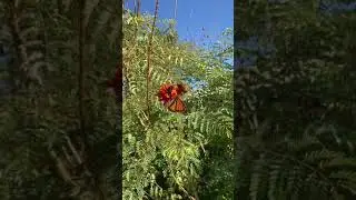 October 16 2021 Monarchs (& Queens) Nectaring on their Migration - Lake Havasu, Arizona