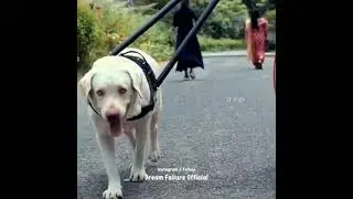 #Netrikann❤#Dog lover's💗#nayanthara❤#Vignesh shivan❤#Tamil songs❤#Minnale❤#WhatsApp status