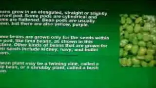 Life Cycle of a Bean Plant