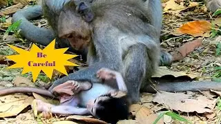United Moms and Babies So wanderful monkey Family