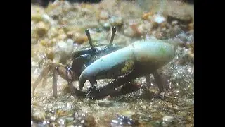 ハクセンシオマネキ　Hakusennsiomaneki　Uca lactea　沼津港深海水族館　Numadu Deep Sea Aquarium