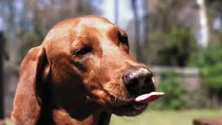 Dog Fun facts