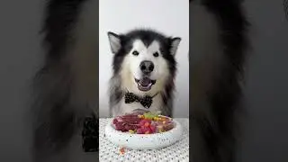 【Dog Mukbang ASMR】Immersive Raw Meat Eating in Alaska #asmr #pets #dog #eatinsounds