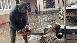 Купили шикарный орех!