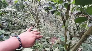 Poda de tutores en vainilla planifolia