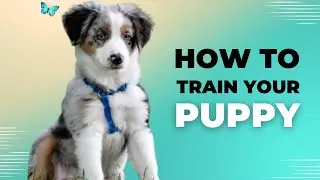 Train Your Dog Like a Pro Simple Tips and Tricks