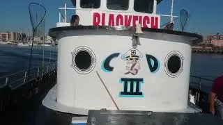 Captain Dave - Sheepshead Bay  