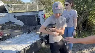 Saving 4 alligators from A pit!!!