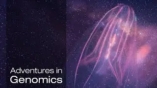 A Dive into the Complex Universe of Our Brain | Adventures in Genomics