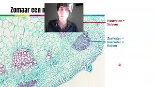 Vwo 6 | Biologie | Planten (H20) | 20.2 - Opname en transport van water