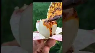 Masala Litchi 🤤🌶️ #shorts #litchi #fruit #satisfying #lichu #spicy #asmr