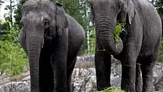 Endangered animals of Asia