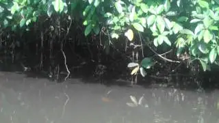 Caiman Pool