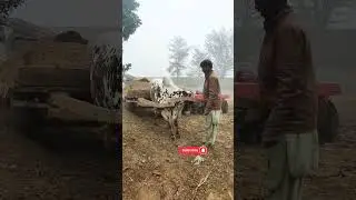 Bull cart, means of transportation since ancient times.#bull #dairyfarm#villagelife#viral#shorts