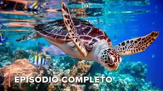 Vida no Paraíso de Coral e Refúgio Selvagem | Ilhas Ocultas da Austrália 101+102