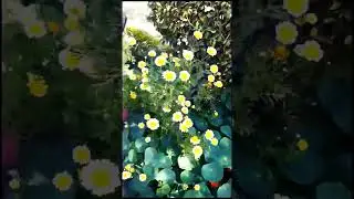 🌹⚘️🥀⚘️🌷🪻🌼🌻🌺