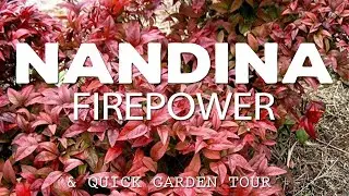 Nandina Firepower
