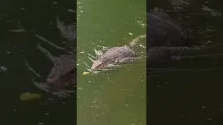 Giant monitor lizard 🇹🇭🦎🐊