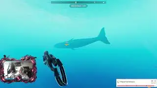 Rediffusion Live - Beyond Blue | 🌊 Plong&eacute;e au c&oelig;ur des oc&eacute;ans 🔎🐋