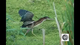 Cri du H&eacute;ron vert/Call of the Green Heron