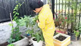 My Mother take care of Garden #compost #garden #gardenplants #houseplants 