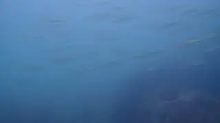 07152018 Encountering school of fish - Sidemount diver Phoebe