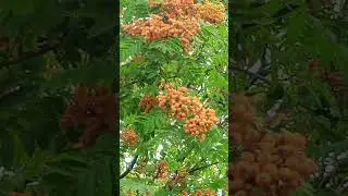 Rowan berry clusters @shorts