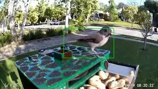 Crowbox Deployment, Early Stage 1- Minor Birds