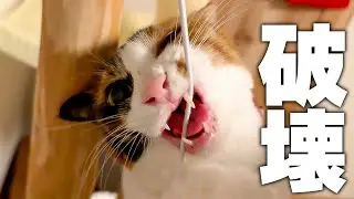 飼い主からのクリスマスプレゼントを最速で破壊しようとする猫
