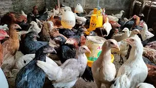 UNTUNG RUGI TERNAK AYAM JOPER! KANDANG MINIMALIS DARI DOC SAMPAI SIAP PANEN!