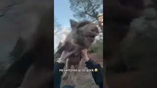 This pig started screaming and he did this 😂