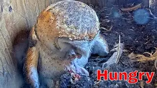 🦉 Three Tiny Barn Owl Nestlings Get Gentle Feeding | Incredible Animal Behavior