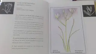 STAR OF BETHLEHEM Meditation