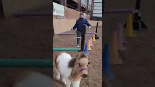 THERAPY HORSE TRAINING | Meet JOY, our 5-month-old miniature therapy horse in training!