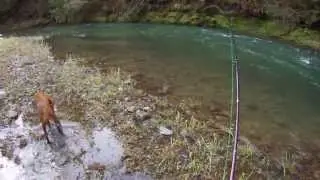 Nice steelhead on Farlex reel