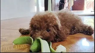 Family Love Their New Adorable Poodle Puppy | Cute Puppy eat banana