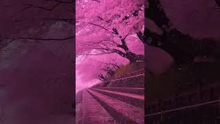 Pink Trees in Winter ❄️🌸 | Heavenly AI Cinematic Visuals