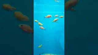 #21 Binny Mill Underwater Fish Aqua Tunnel Exhibition 2023 🐟🐠 | National Consumer Fair Bangalore