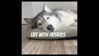 Жизнь с моими хаски Акимом и Айлой #siberianhusky