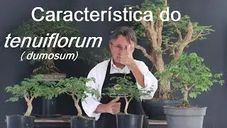Caracter&iacute;sticas do tenuiflorum (dumosum)