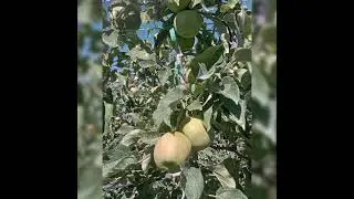 descuate en whachinton y la manzana que va quedando ya empiesa a tener tama&ntilde;o.