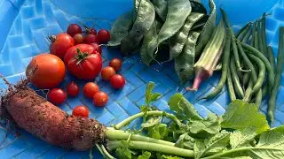 சூப்பரான அறுவடை பாக்கலாம் வாங்க | garden | harvesting | terrace garden | plants | seeds| fertilizer