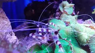 Stenopus hispidus pair